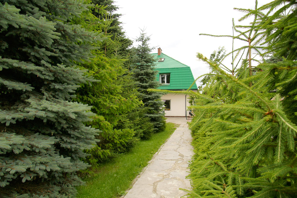 Zielony daszek i cała reszta